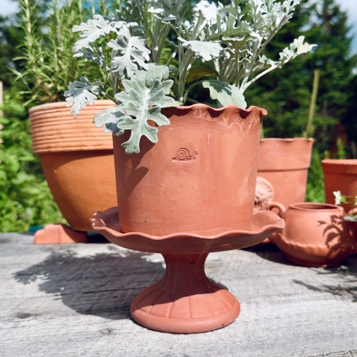 SCALLOP EDGE TERRACOTTA POT WITH SNAIL STAMP