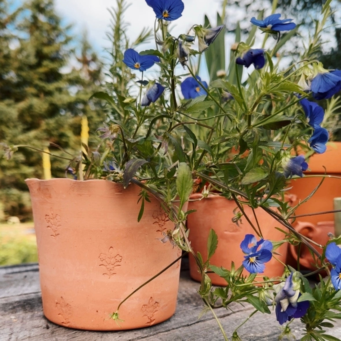 SCALLOP EDGE BLOCKPRINT TERRACOTTA POT