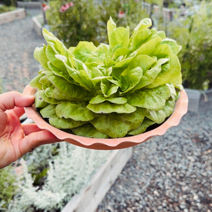 TERRACOTTA HARVEST BOWL & BULB POT