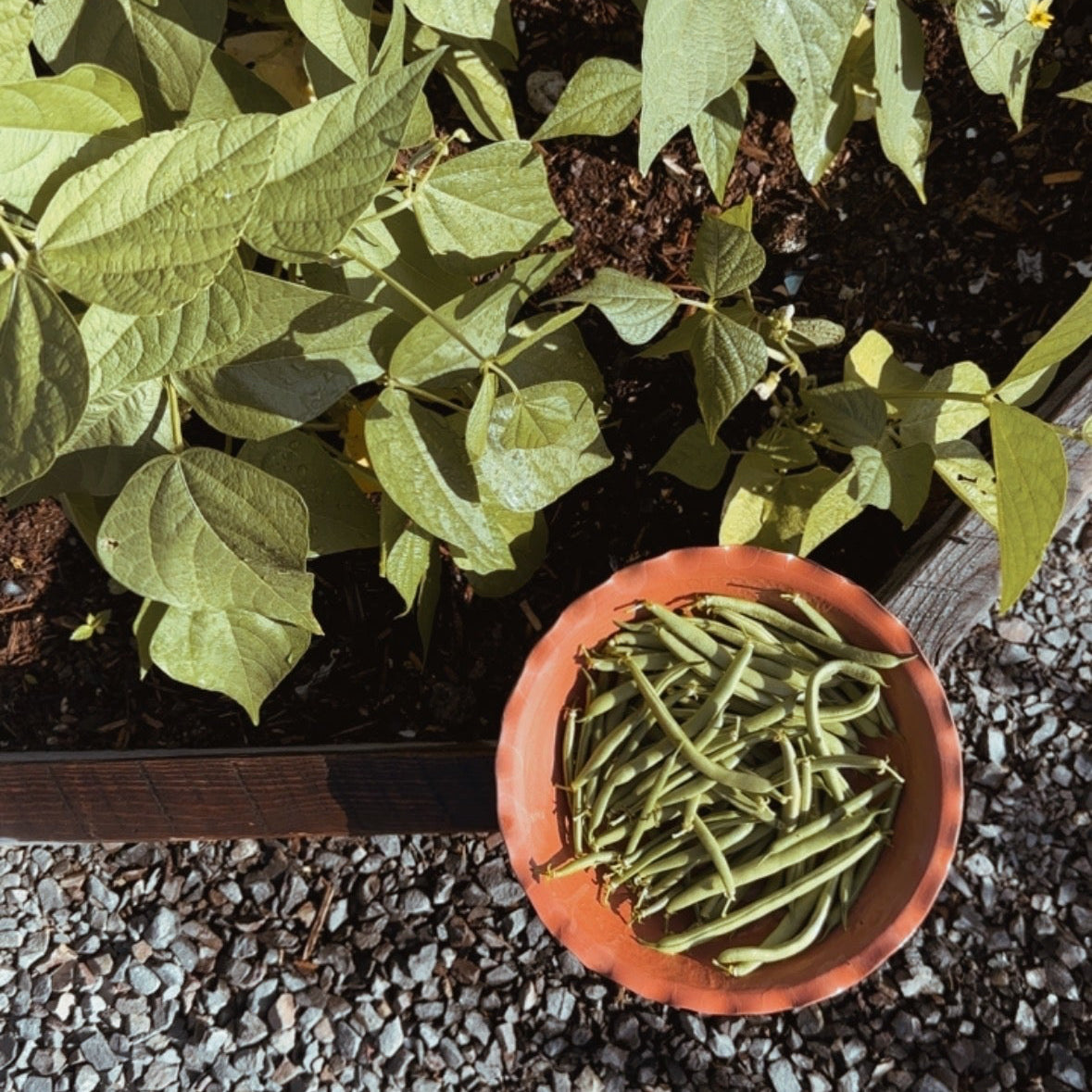TERRACOTTA HARVEST BOWL & BULB POT