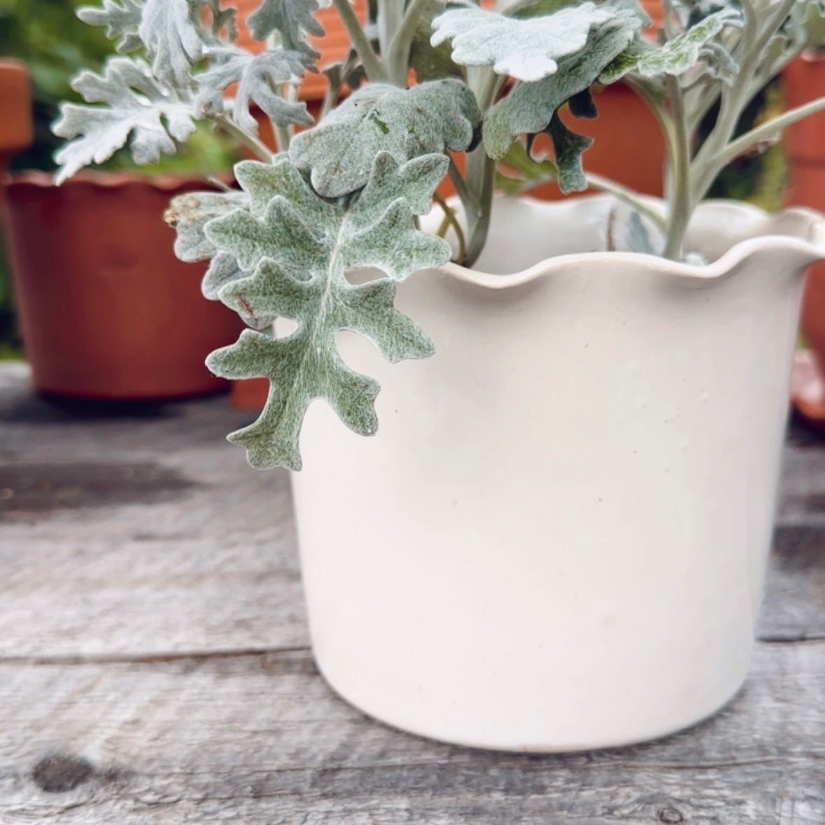 SCALLOP EDGE PLANT POT
