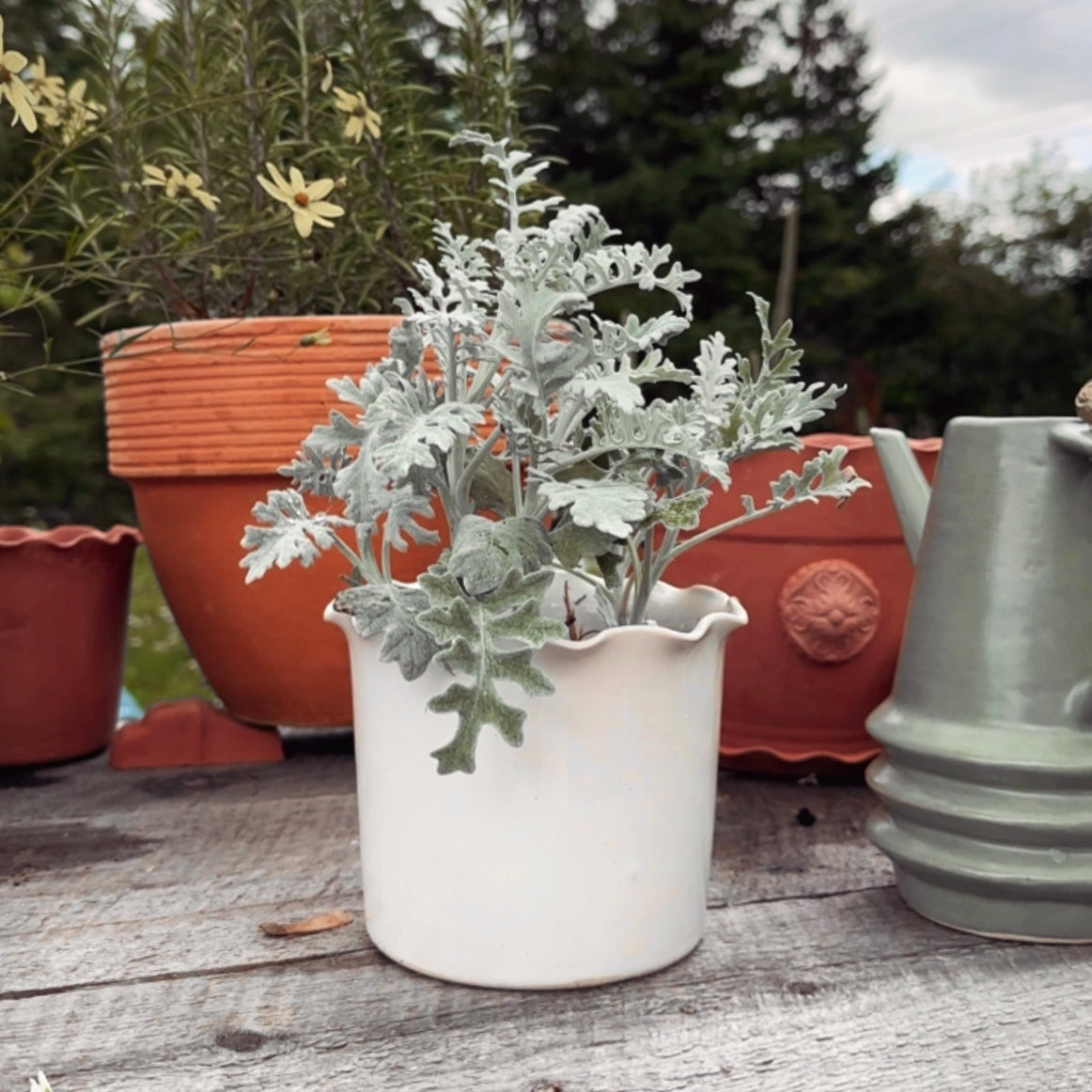 SCALLOP EDGE PLANT POT