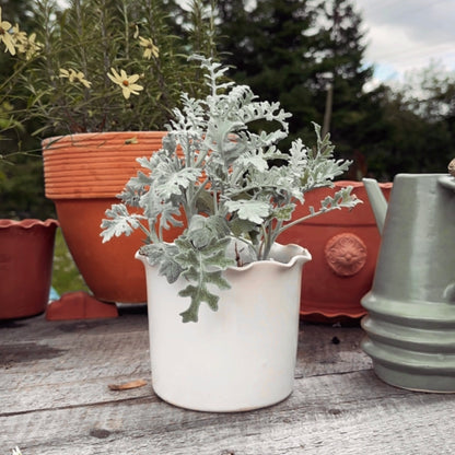 SCALLOP EDGE PLANT POT