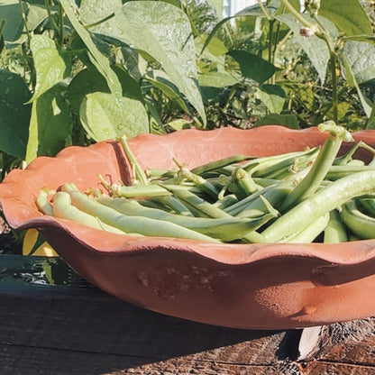 TERRACOTTA HARVEST BOWL & BULB POT